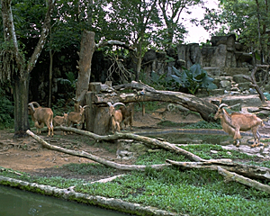 シンガポール動物園の写真