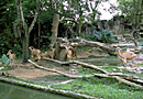 シンガポール動物園